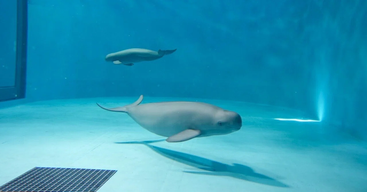 みや じ マリン 宮島 水族館