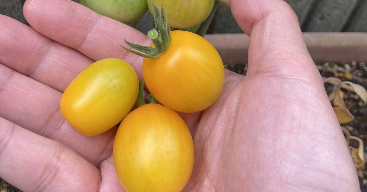 今年は黄色から プランターでのミニトマト栽培も3年目 ハスつか Note 今年は黄色から プランターでのミニトマト栽培も3年目 ハスつか Note