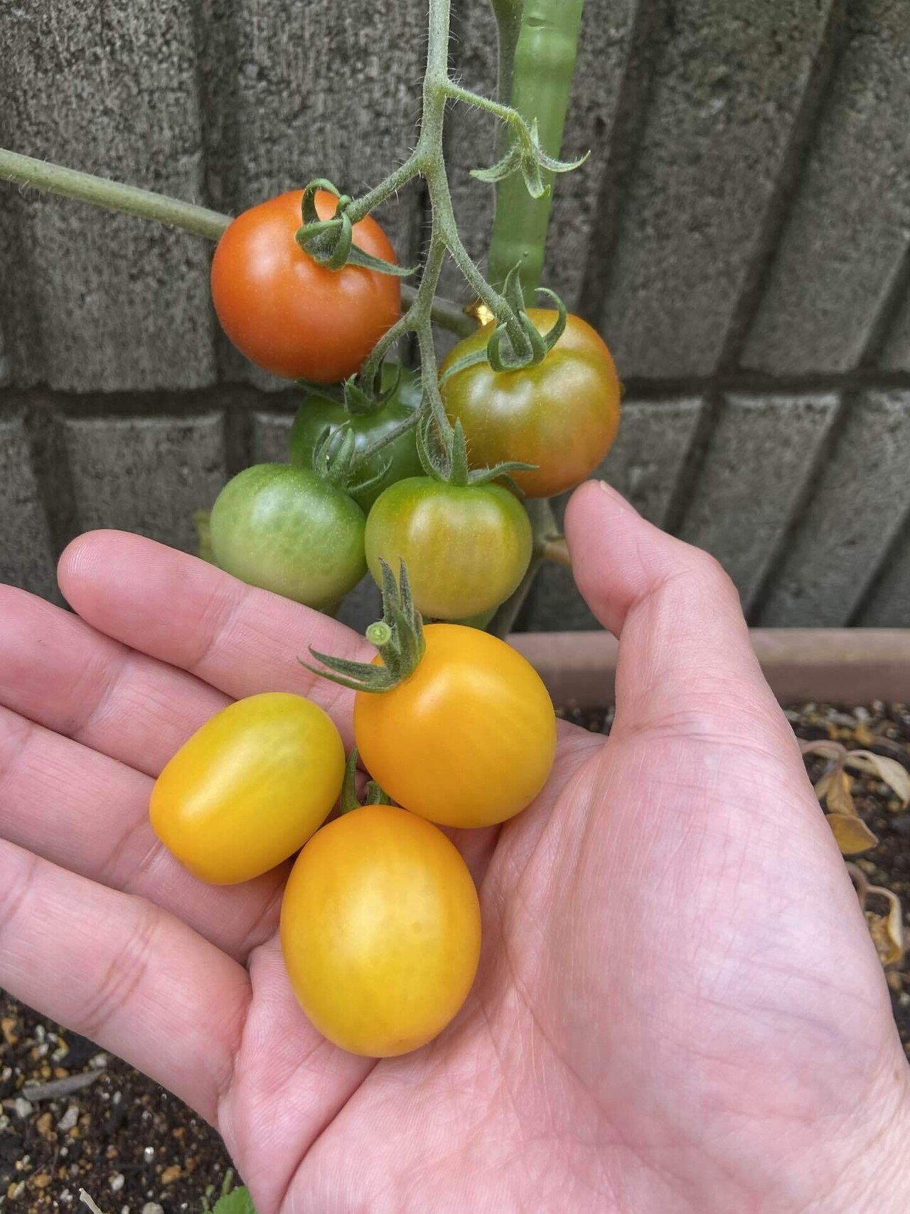 今年は黄色から プランターでのミニトマト栽培も3年目 ハスつか Note