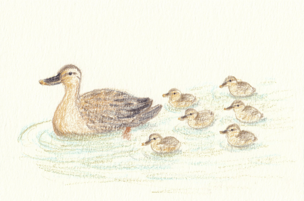 とりとめもなく カルガモ親子のはなし Pitchpotch ぴちぽち Note とりとめもなく カルガモ親子のはなし Pitchpotch ぴちぽち Note