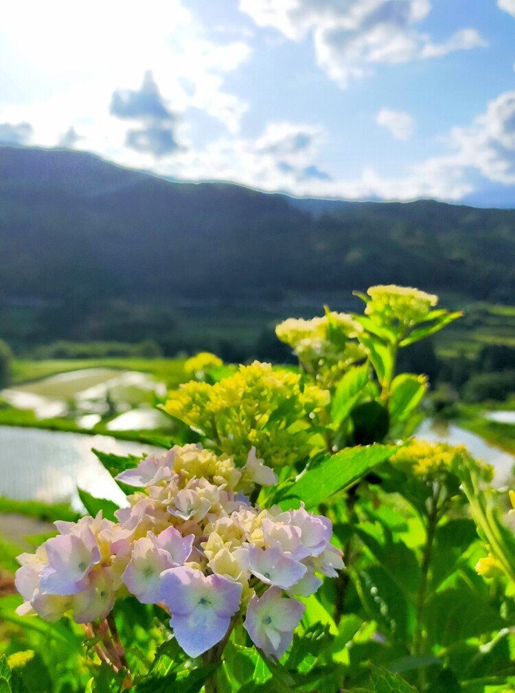 アジサイ棚田…季節最後の鏡棚田を背に❀.*･ﾟ❀.*･ﾟ