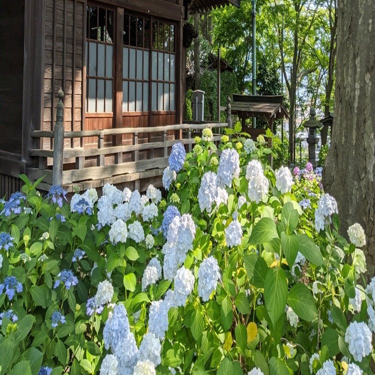 大田区 池上 妙見堂の紫陽花（2022.6.12）｜霜月仲冬