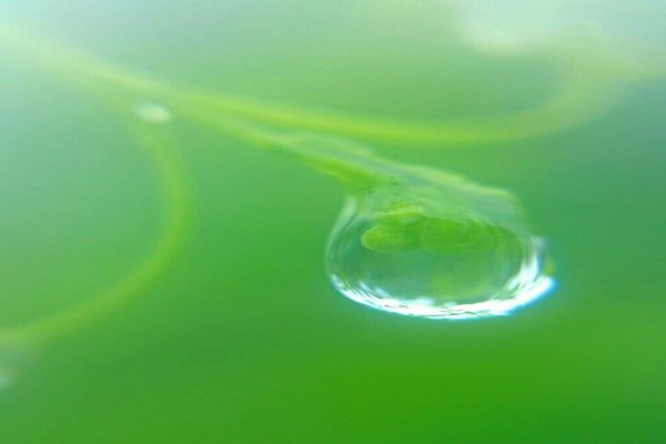 フウセンカズラの花言葉永遠にあなたと一緒に飛びたいあなたと飛びたい の新着タグ記事一覧 Note つくる つながる とどける