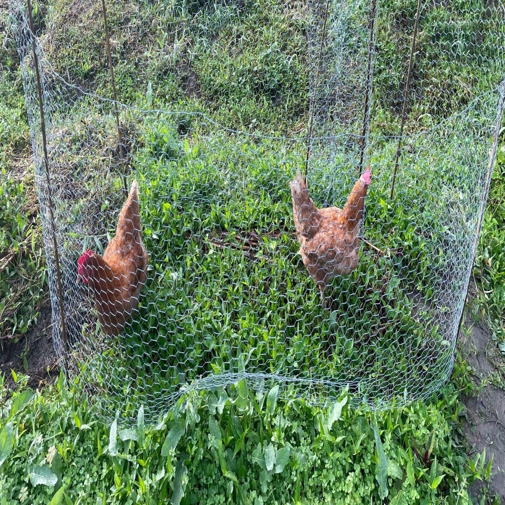 値下げ】チキントラクター 移動式鶏舎 パーマカルチャー