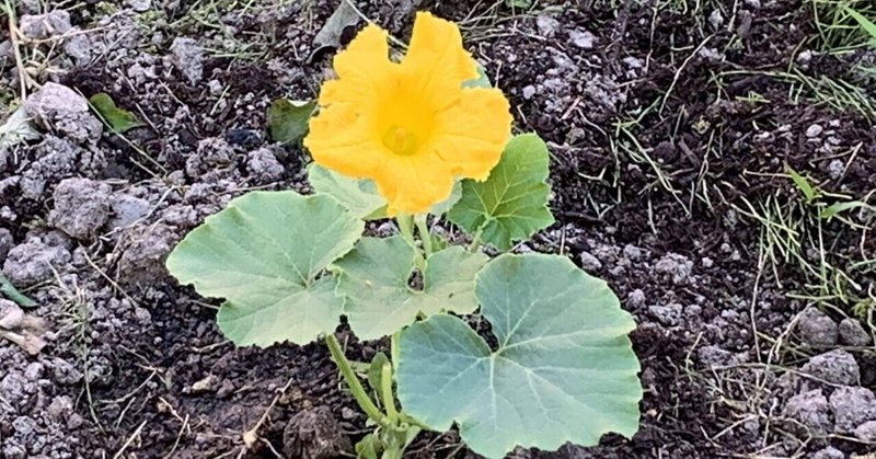 カボチャの花は一期一会、、、