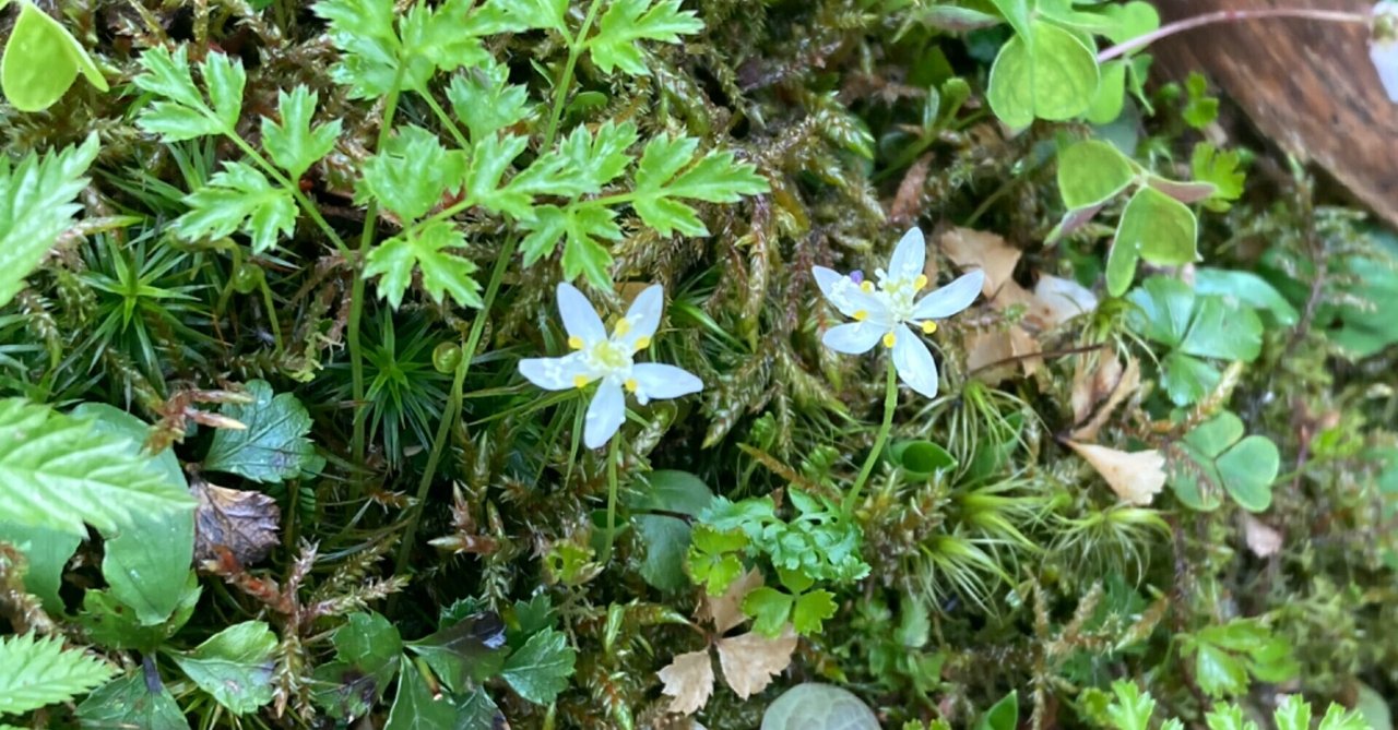 ミツバオウレン の新着タグ記事一覧 Note つくる つながる とどける