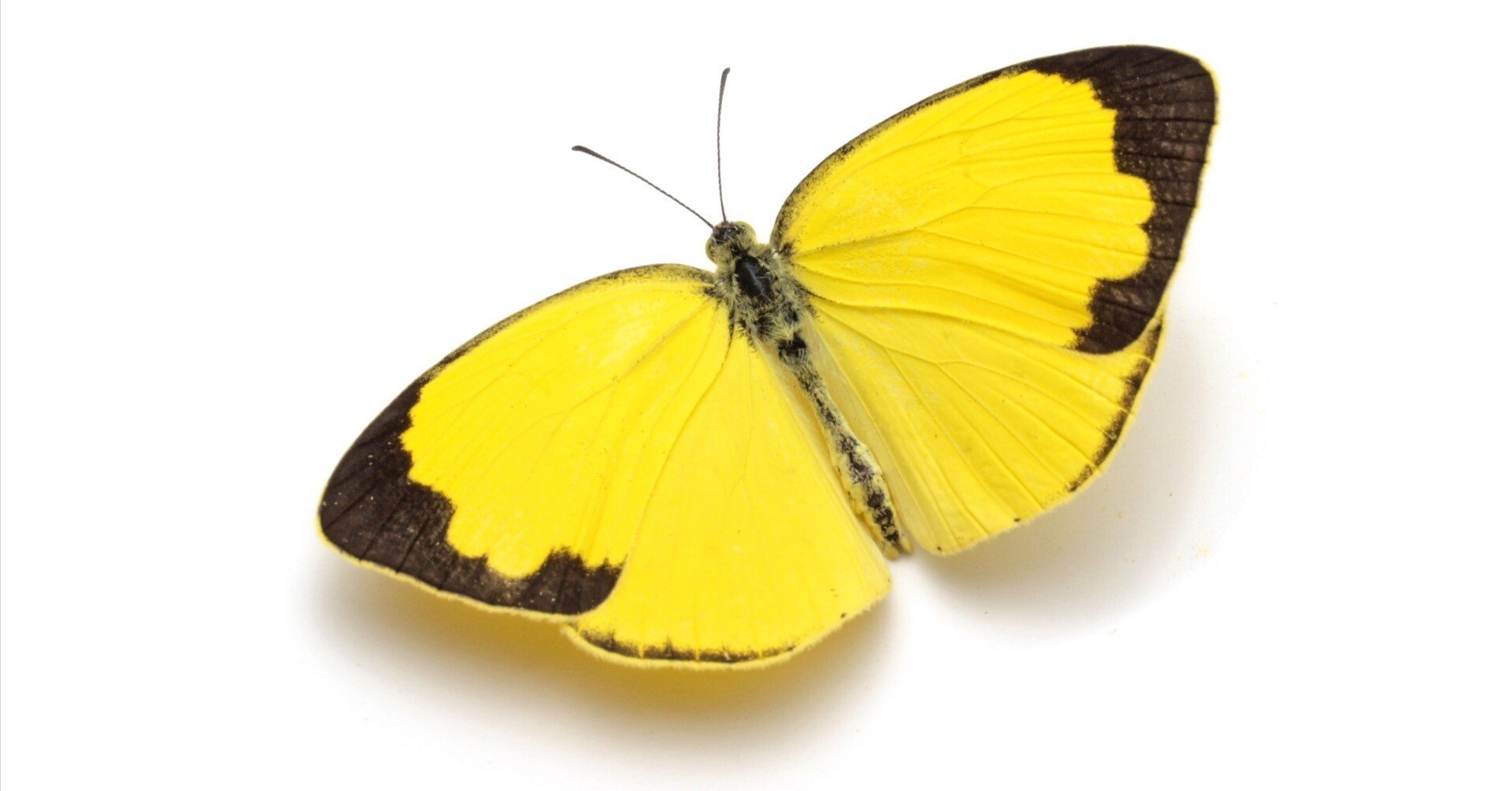 飛んでいるチョウの見分け方，教えます 〜②黄色のチョウ〜｜ブンイチ