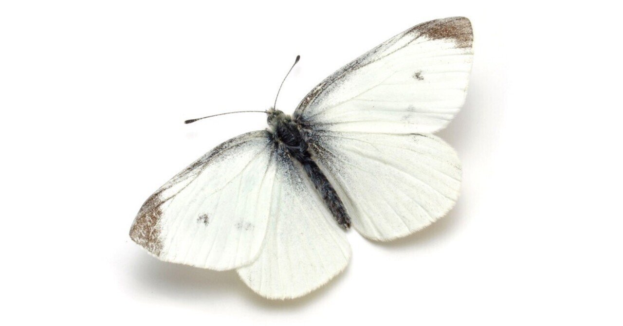 飛んでいるチョウの見分け方 教えます 白いチョウ ブンイチ 文一総合出版 Note 飛んでいるチョウの見分け方 教えます 白いチョウ ブンイチ 文一総合出版 Note