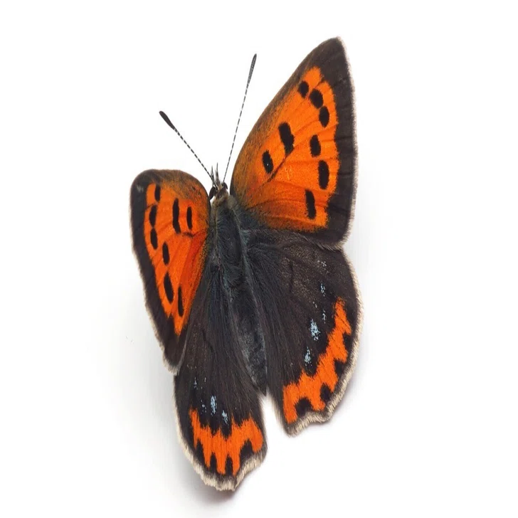 飛んでいるチョウの見分け方，教えます 〜③小さいチョウ