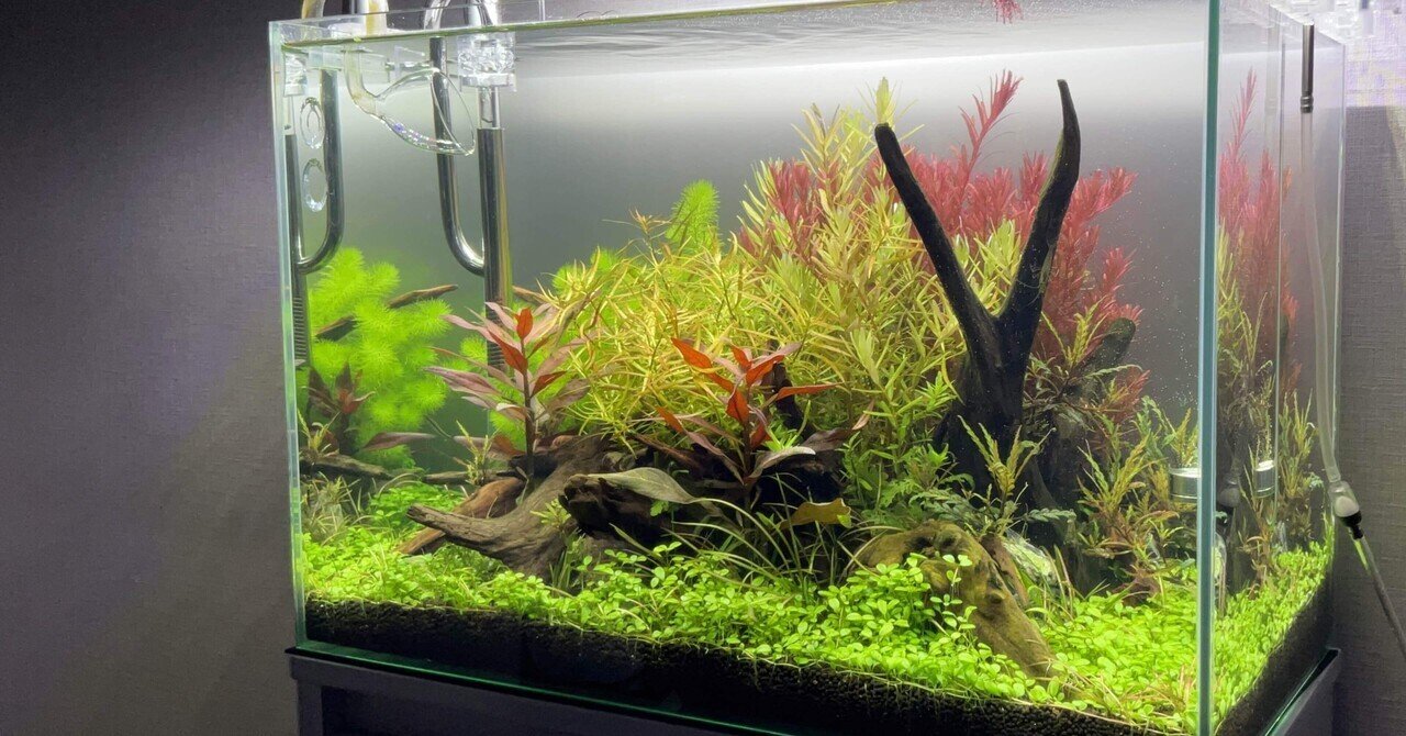 60cm 水槽立ち上げ【約1ヶ月 経過報告】｜はると