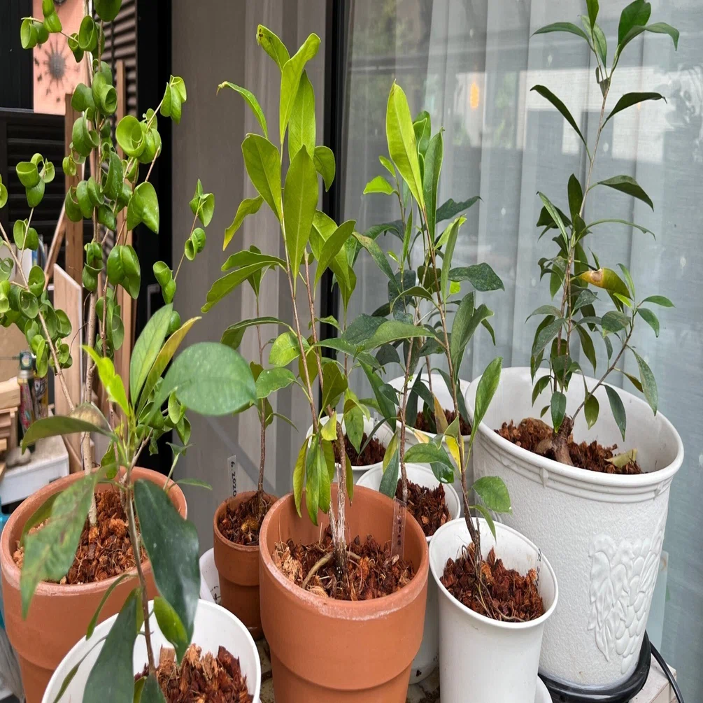 家の植物-ガジュマル、パイナップル、アボカド-(2022.6.13)｜NAKADA Shugo
