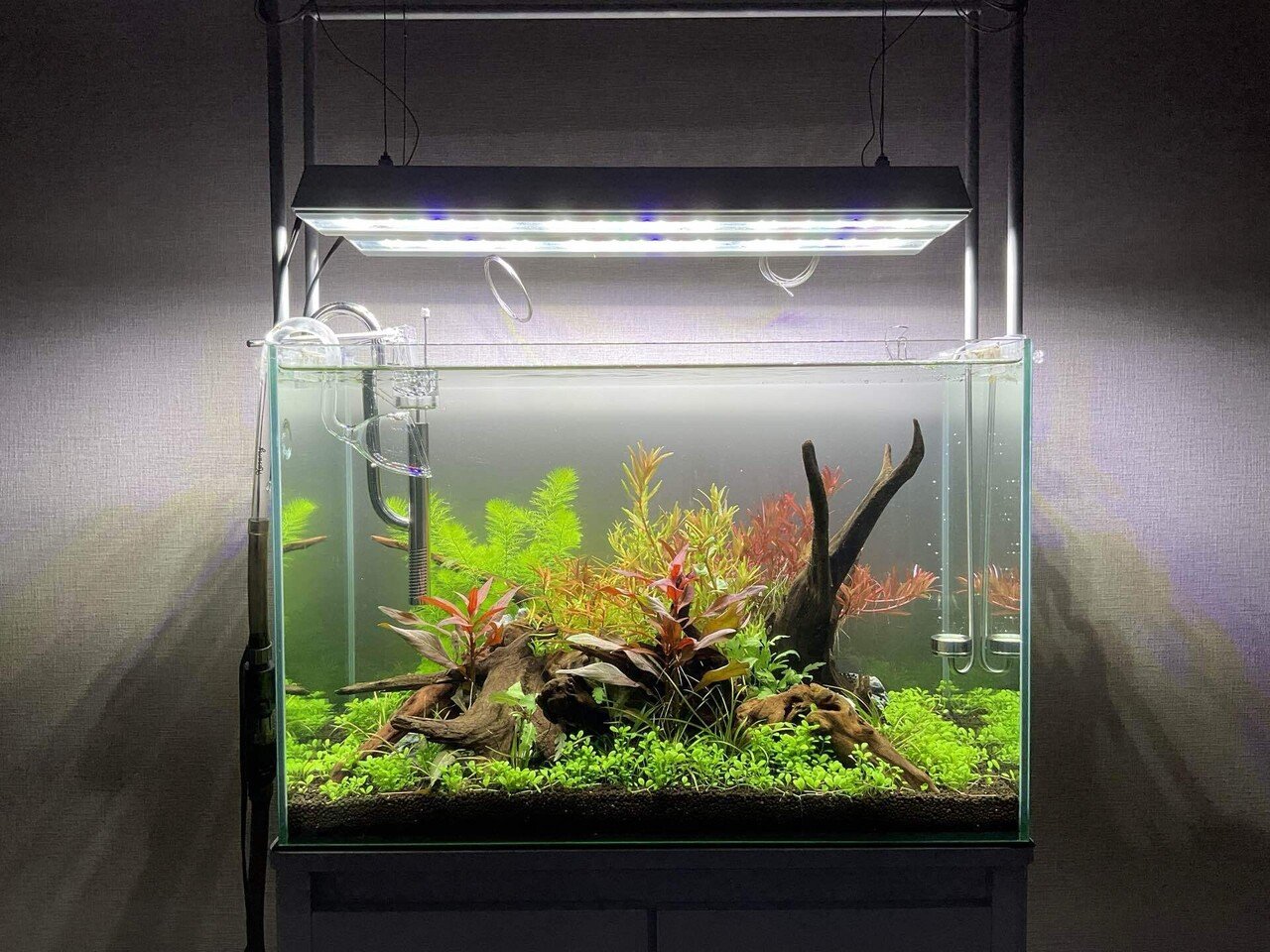 60cm 水槽立ち上げ【約1ヶ月 経過報告】｜はると