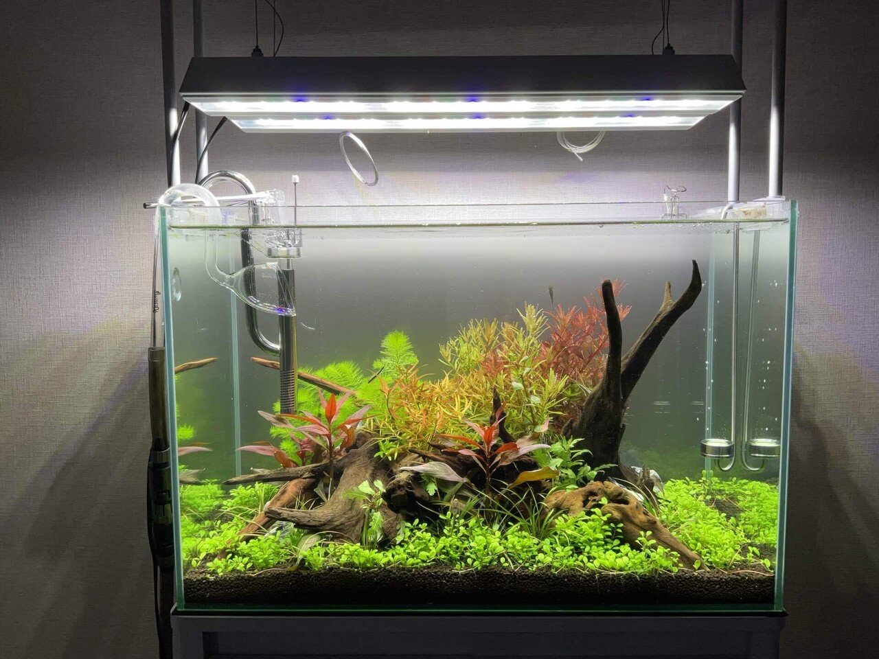 60cm 水槽立ち上げ【約1ヶ月 経過報告】｜はると