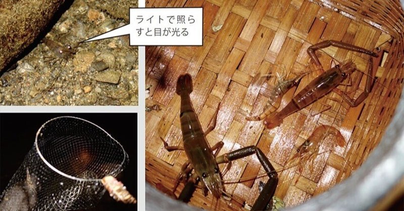 人工林の科学(スギ・ヒノキの森と土砂崩壊のこと)|大内正伸|note 人工林の科学(スギ・ヒノキの森と土砂崩壊のこと)|大内正伸|note