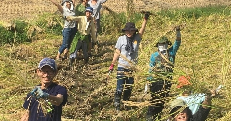 田んぼの会 稲刈りハザガケ