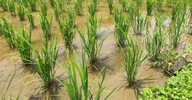 中野式除草機株間用ロング
