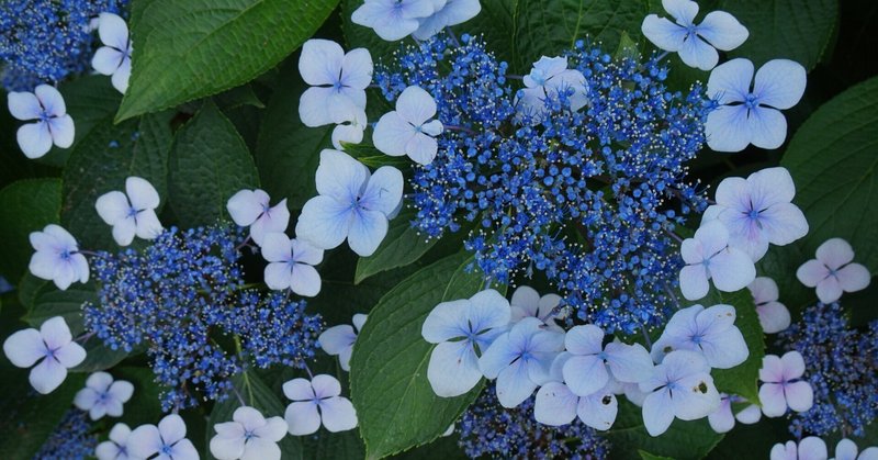 【2022年6月13日版】埋もれていても花は花……の日【妖異の前置き】