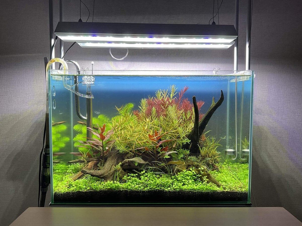 60cm 水槽立ち上げ【バックスクリーンの変更】｜はると 