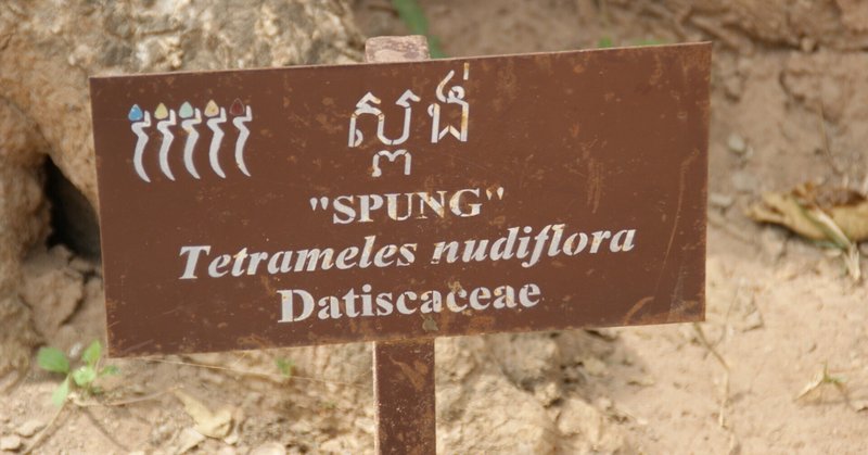 アンコール遺跡群 ⑥ 和名は「ガジュマル」、スポアンが生い茂るタ・プローム寺院へ