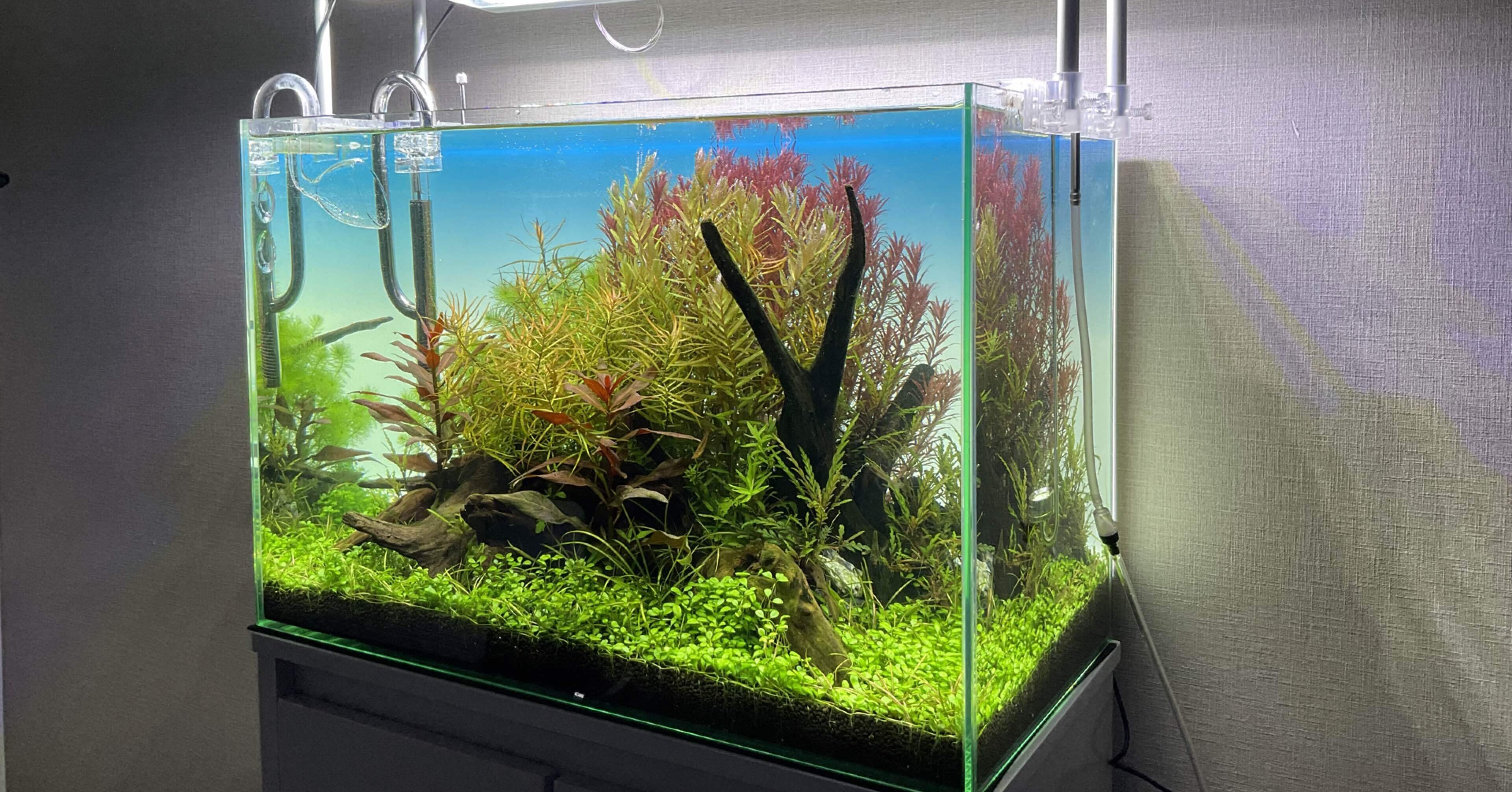 60cm 水槽立ち上げ【ADAライトスクリーン導入】｜はると