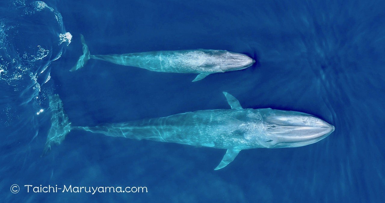 シロナガスクジラの親子の空撮動画を下記でアップしました 2頭が寄り添って泳いでいる姿は観ていて とても微笑ましかったです シロナガスクジラの親子の空撮 Http Taichi Mar 丸山太一 Taichi Maruyama Note シロナガスクジラの親子の空撮動画を下記でアップしました 2頭が寄り添って泳いでいる姿は観ていて とても微笑ましかったです シロナガスクジラの親子の空撮 Http Taichi Mar 丸山太一 Taichi Maruyama Note
