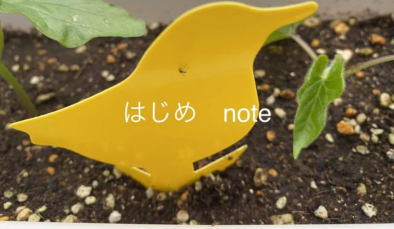 アブラムシ ホイホイ 閲覧注意写真あり はじめ Note