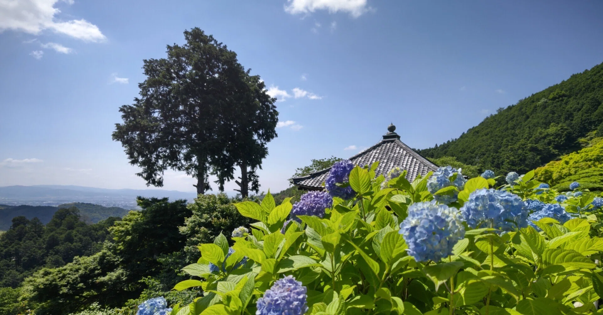 京都巡り#24 善峯寺と藤森神社へ紫陽花巡り｜アオイ