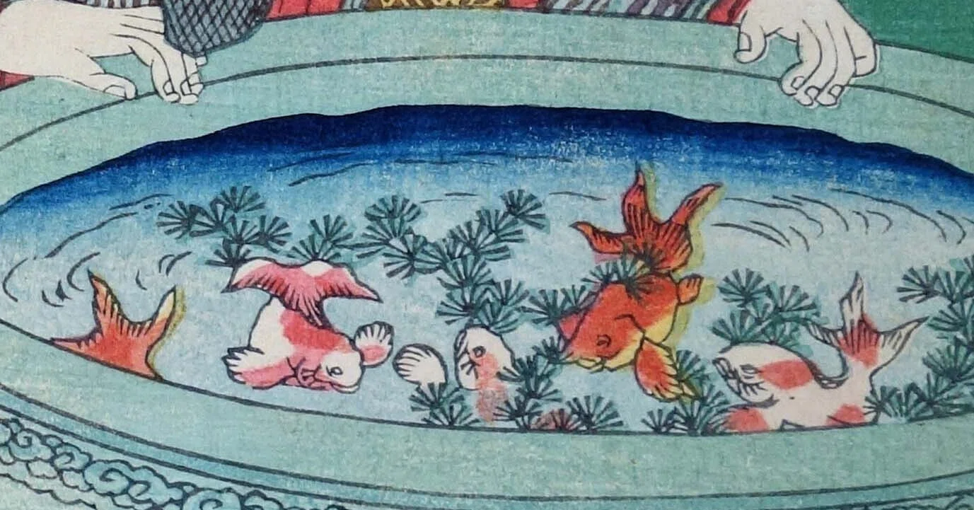 江戸時代の一大金魚ブーム、金魚の改良は『上見』から始まった｜成願 