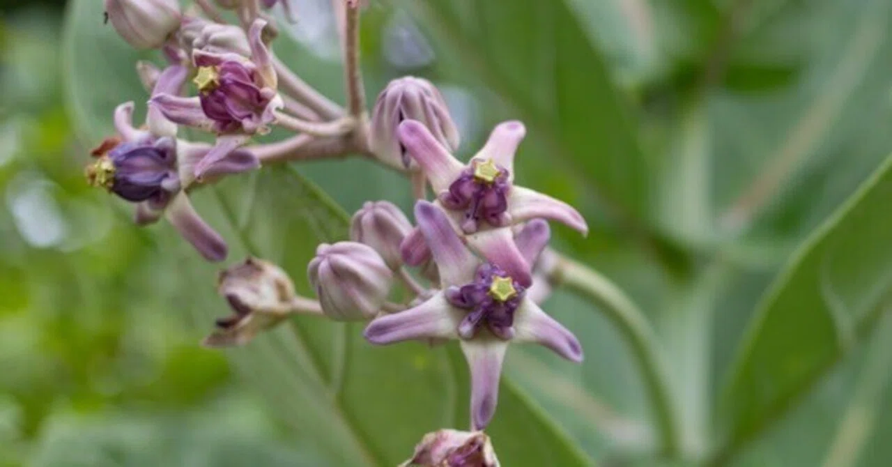 花輪を作るための「愛の花」 タイでどこにでも咲く花-63｜MasayukiSaito