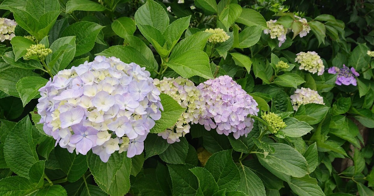 ハートの紫陽花を探してみませんか Moiko Note ハートの紫陽花を探してみませんか Moiko Note