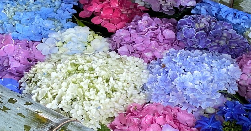 86 3年ぶりのあじさいまつり 愛知一宮の御裳神社へ ミヤコカエデ Miyako Kaede Note