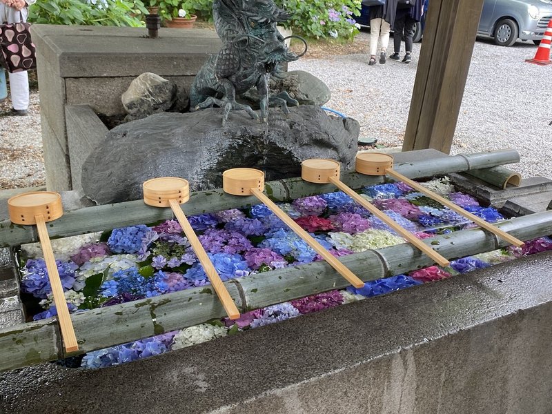 86 3年ぶりのあじさいまつり 愛知一宮の御裳神社へ ミヤコカエデ Miyako Kaede Note