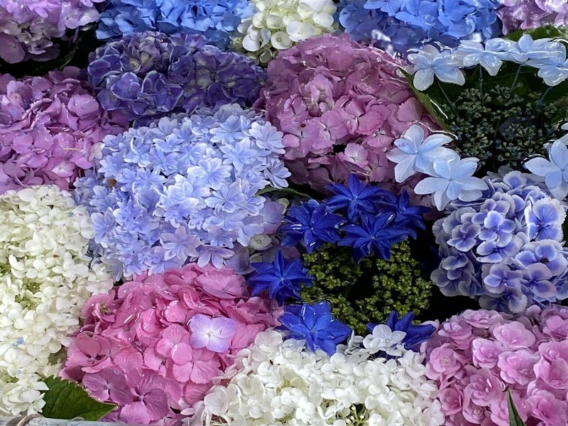 86 3年ぶりのあじさいまつり 愛知一宮の御裳神社へ ミヤコカエデ Miyako Kaede Note