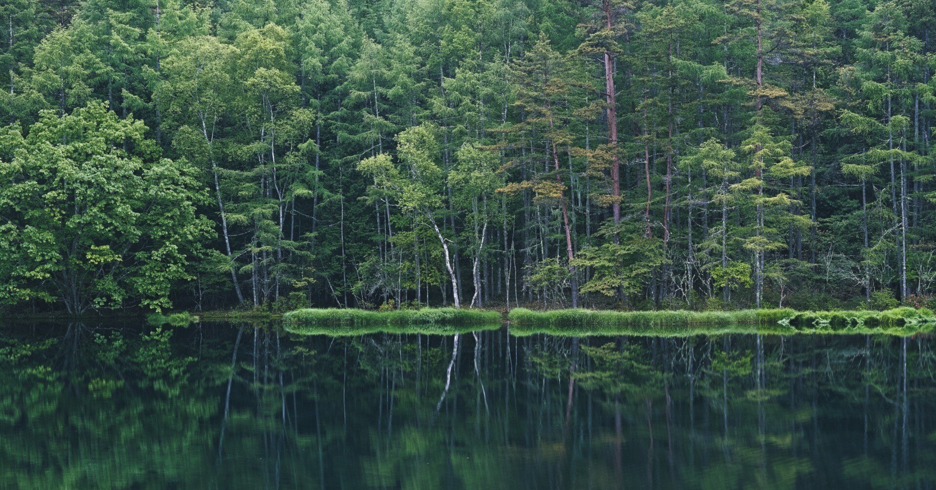 景石（八ヶ岳） 梅雨入りに、北八ヶ岳で白鹿の幻と苔に惑う。｜阪口せりな|静岡8年目