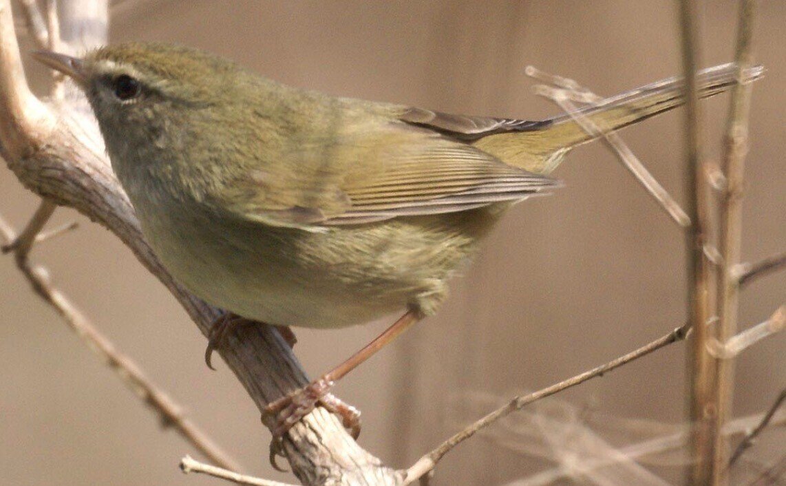 第2093回 中国七十二候の鳥｜翆野 大地