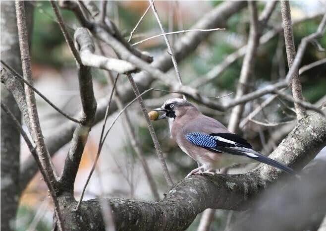 第2093回 中国七十二候の鳥｜翆野 大地