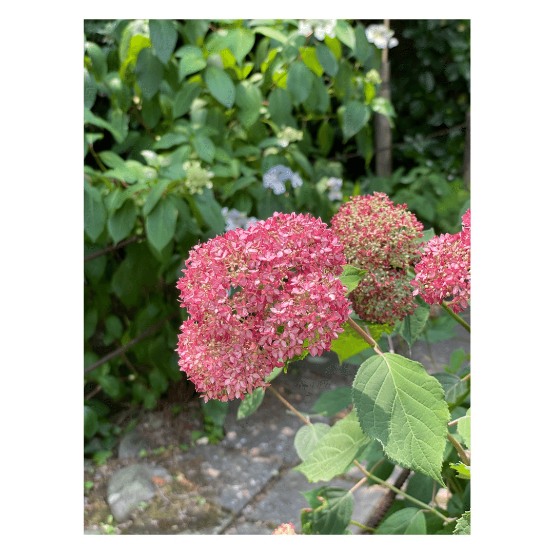 紫陽花 ぱっと Mana まな 旅と日々 Note 紫陽花 ぱっと Mana まな 旅と日々 Note
