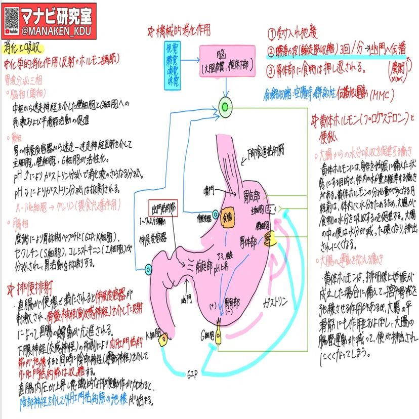 消化器系の働き②：講義グラレコ紹介 歯学科 消化吸収Ⅱ 2022｜マナビ