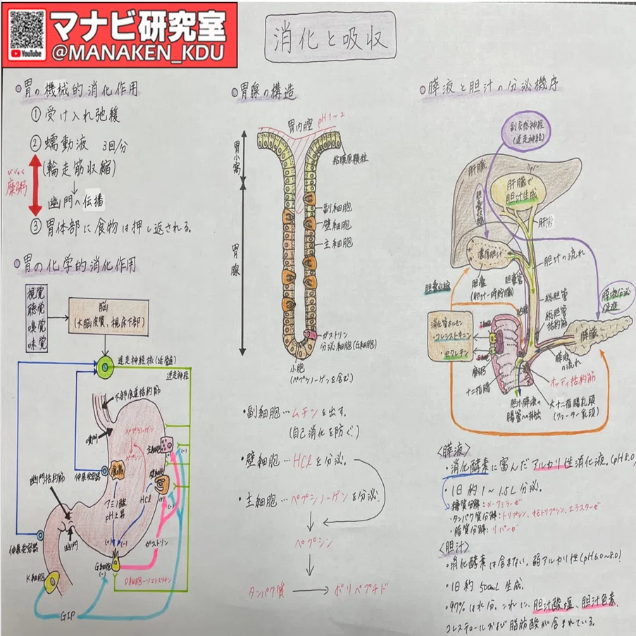 消化器系の働き②：講義グラレコ紹介 歯学科 消化吸収Ⅱ 2022｜マナビ