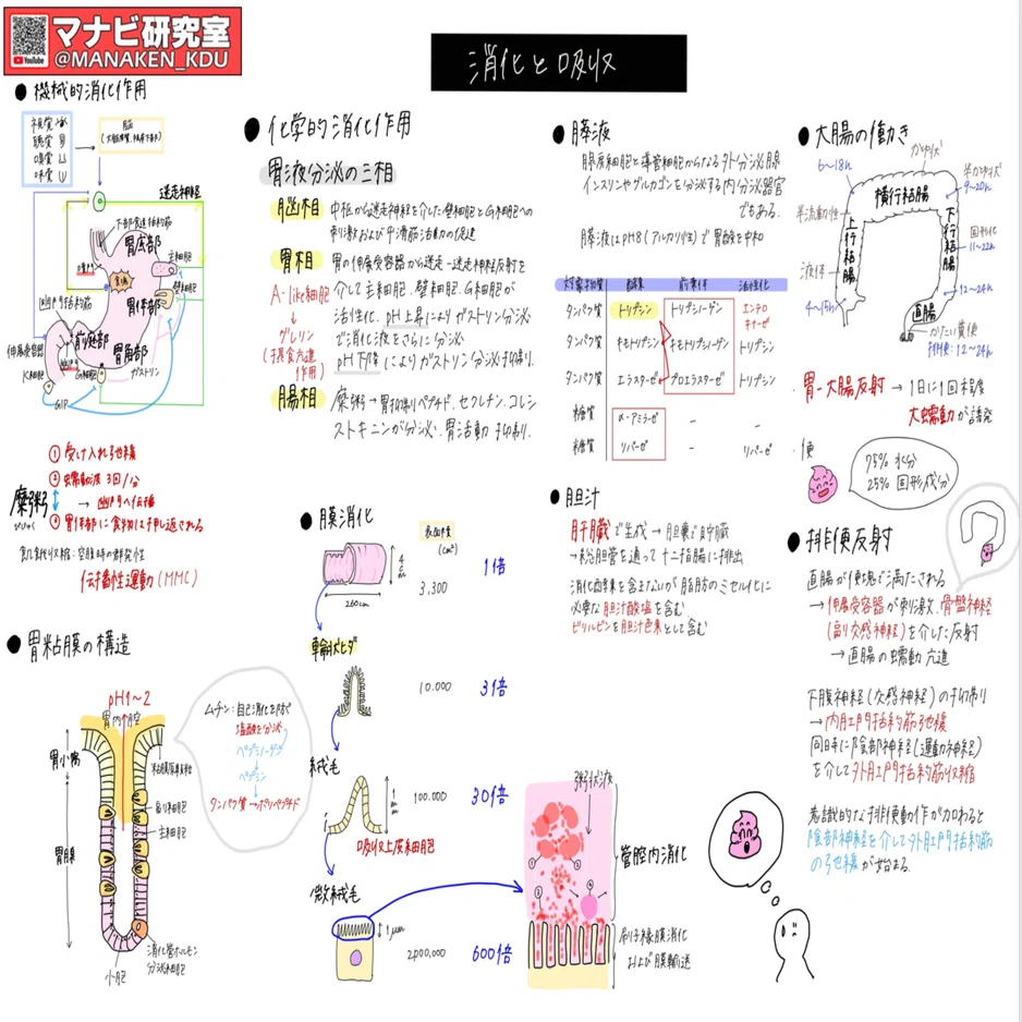 消化器系の働き②：講義グラレコ紹介 歯学科 消化吸収Ⅱ 2022｜マナビ