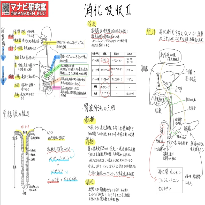 消化器系の働き②：講義グラレコ紹介 歯学科 消化吸収Ⅱ 2022｜マナビ