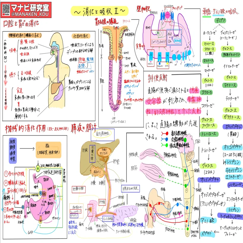 消化器系の働き②：講義グラレコ紹介 歯学科 消化吸収Ⅱ 2022｜マナビ