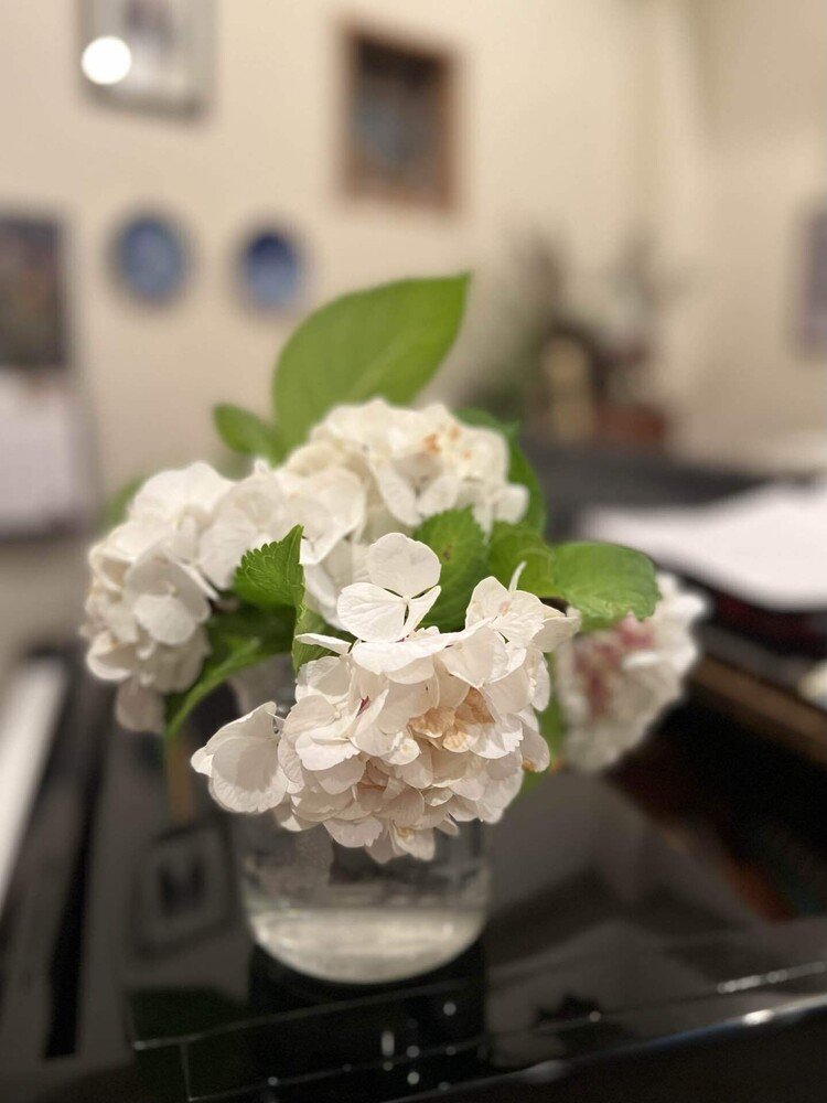 真っ白だった花弁が、全盛期を終えて、変色を始めたので、切り取って花瓶に活けた。有難う、紫陽花。