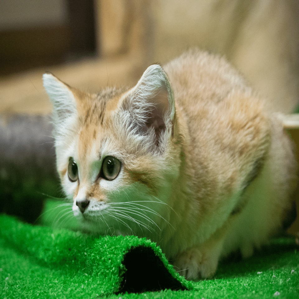 スナネコの魅力｜monacchi