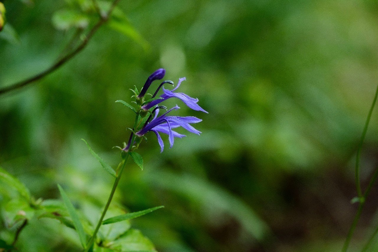 濃紫色の美しい花 サワギキョウ Hhaannaaiihh Note 濃紫色の美しい花 サワギキョウ Hhaannaaiihh Note