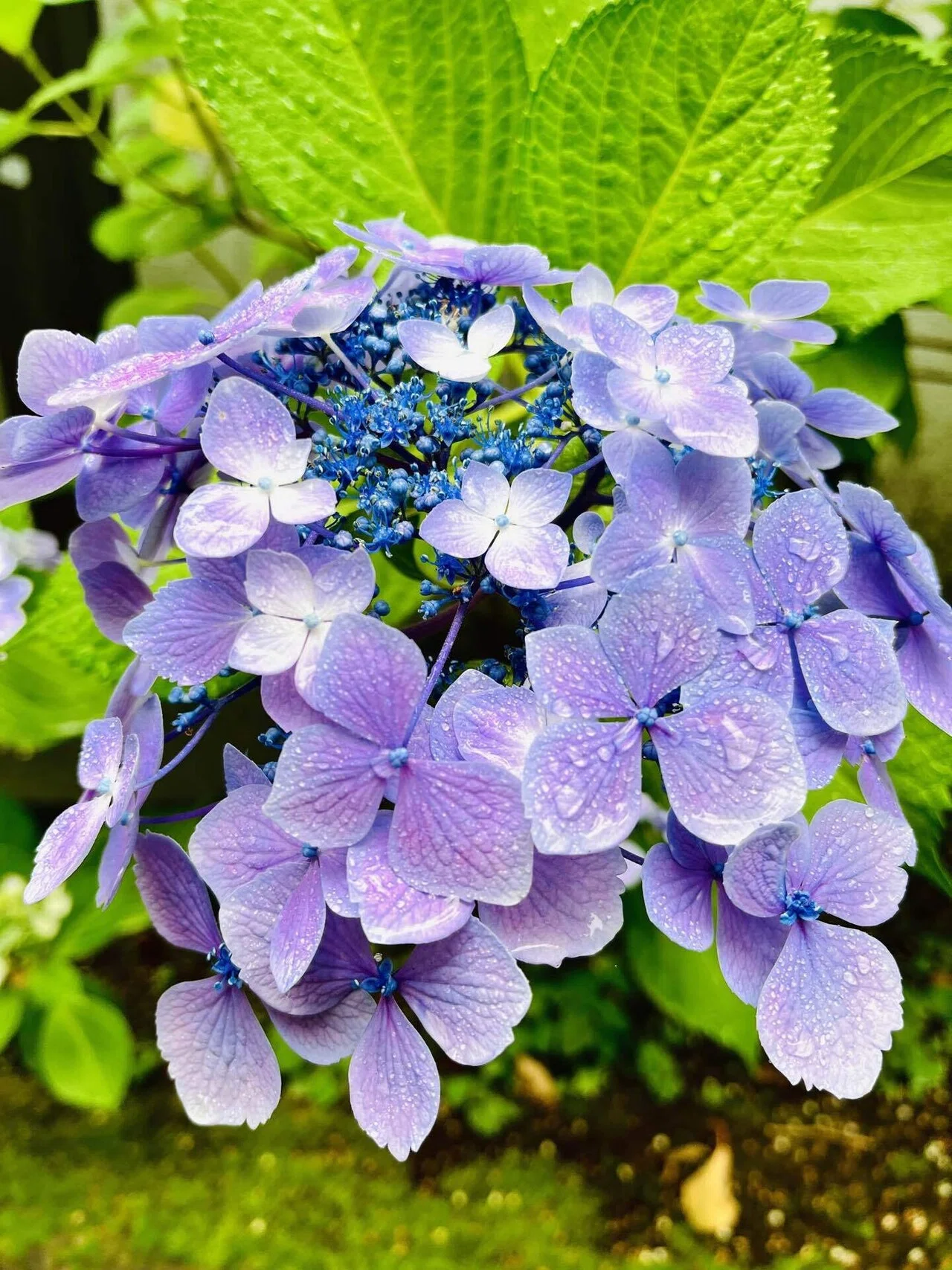 紫陽花が咲いていたので写真を撮りました 雨は苦手ですが雨と紫陽花の組み合わせはとても綺麗だと思います ふわふじこ Note