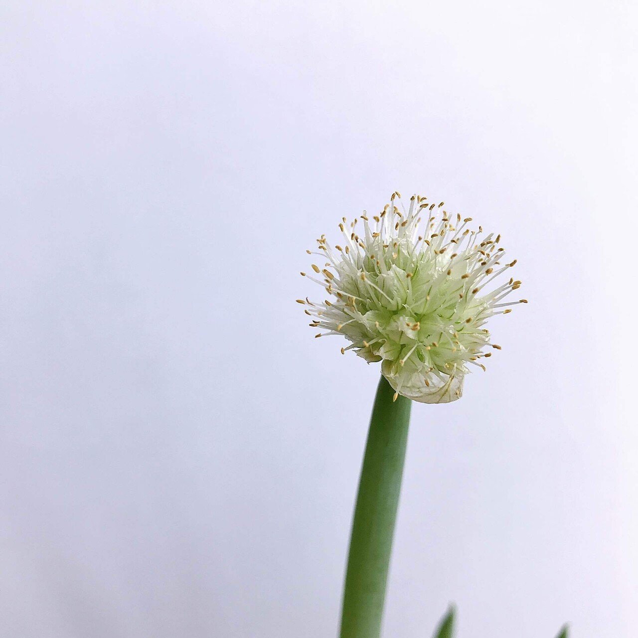 独身独歩記 某日 ネギ坊主 村田千沙 Note 独身独歩記 某日 ネギ坊主 村田千沙 Note
