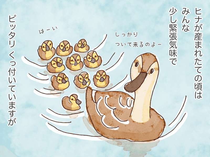 とりとめもなく カルガモ親子のはなし Pitchpotch ぴちぽち Note