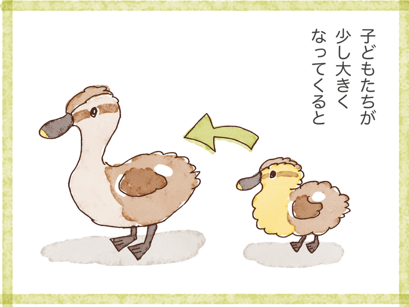 とりとめもなく カルガモ親子のはなし Pitchpotch ぴちぽち Note