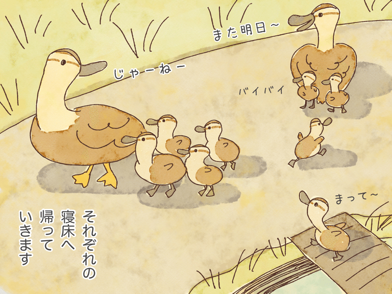 とりとめもなく カルガモ親子のはなし Pitchpotch ぴちぽち Note